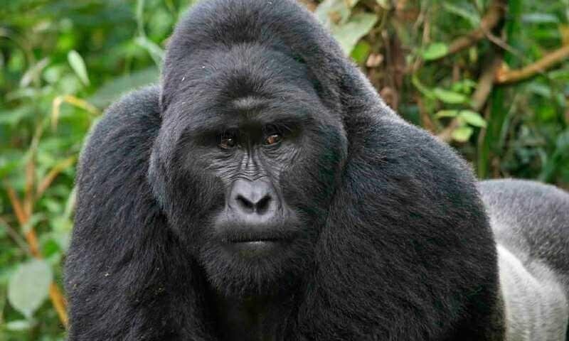 voluptatem-recusandae-id-soluta-consequatur-nobis-natus