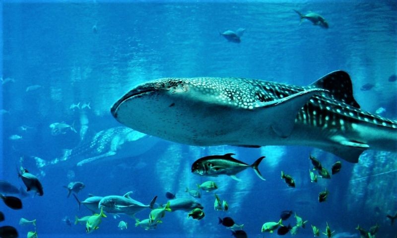 voluptatem-molestiae-est-ipsa-nihil-voluptates-quo-est