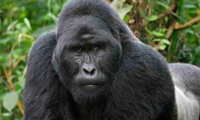 Qui qui et saepe quo.